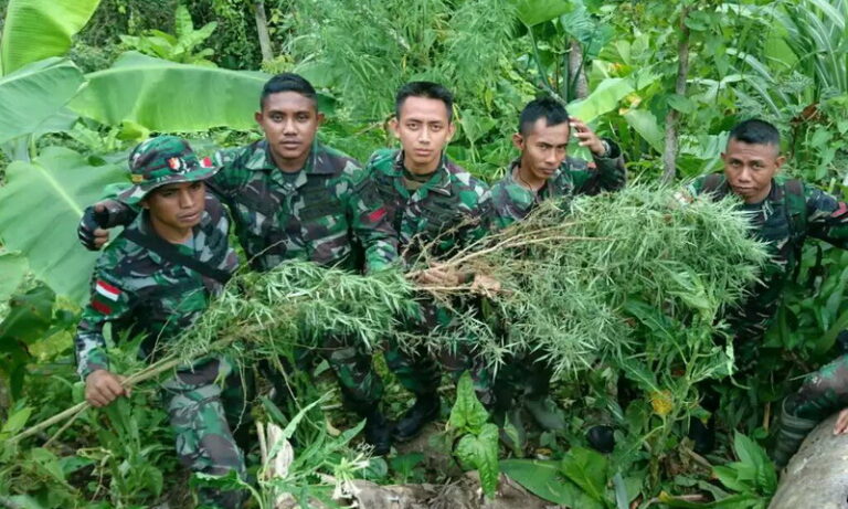 ladang-ganja-kembali-ditemukan-di-perbatasan-indonesia-papua-nugini-BmcqQJGGde