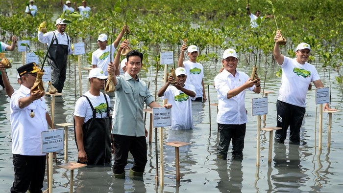 gibran-tanam-mangrove-di-tangerang-ajak-warga-jaga-pesisir-1761549322345_169