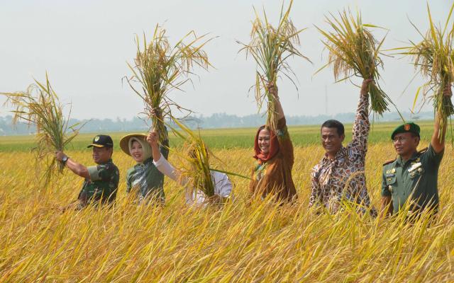 Panen Raya di Banyusari