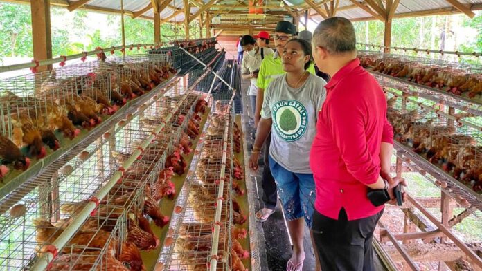peternak-ayam-di-papua_169-696x392