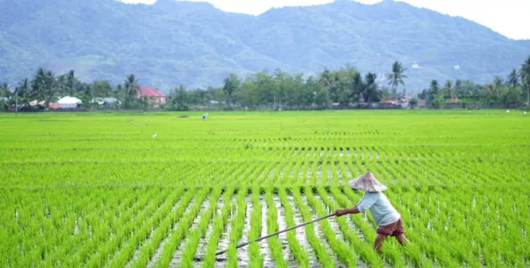 sedang_1643768209sawah-3016380715